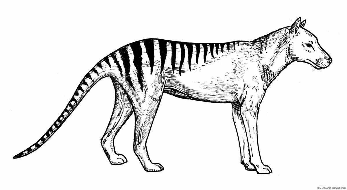 Exotic marsupial wolf coloring page