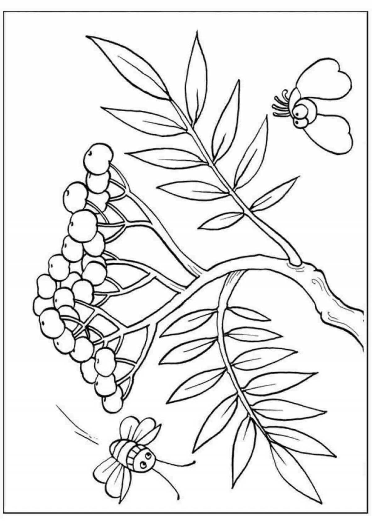 Рябина раскраска. Рябина раскраска для детей. Ветка рябины раскраска для детей. Рябина рисунок раскраска.