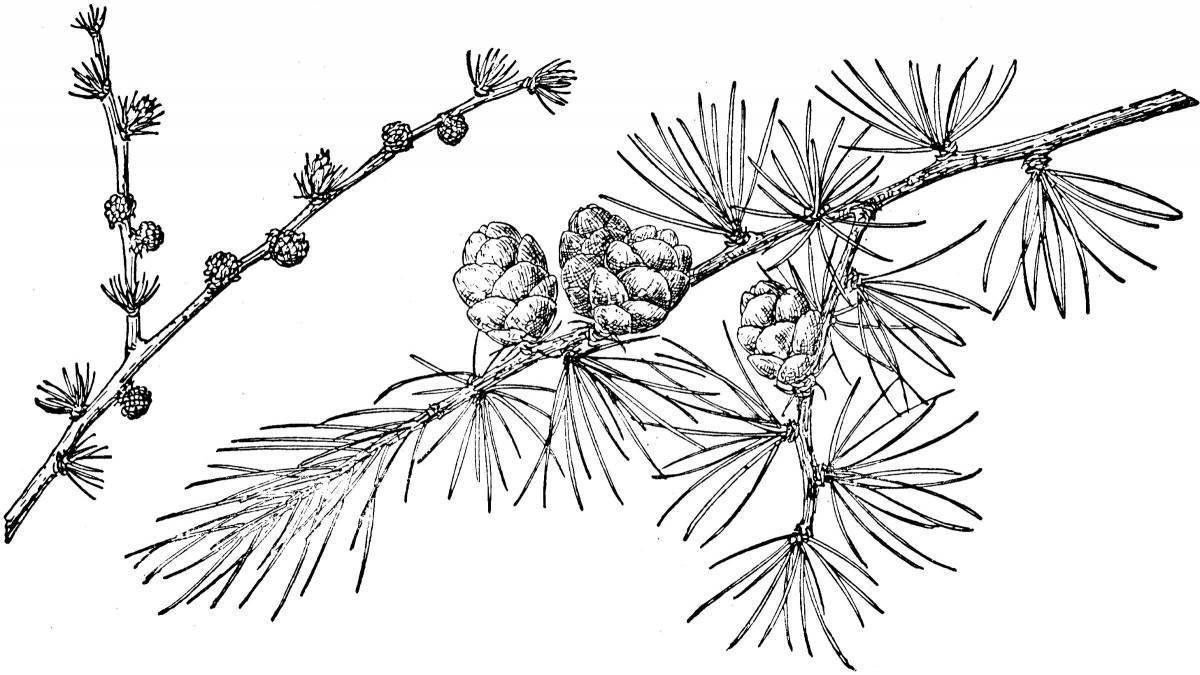 Как нарисовать ветку сосны обыкновенной
