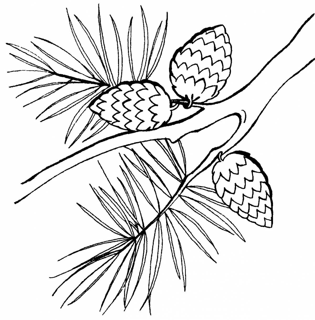 Рисунок ветка сосны с шишками рисунок