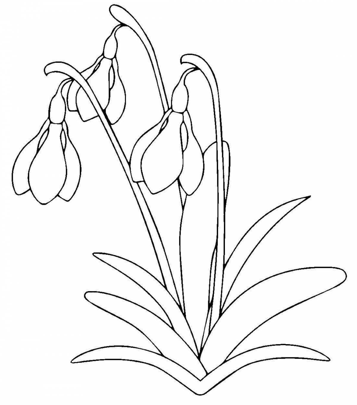 Charming snowdrop broadleaf coloring page