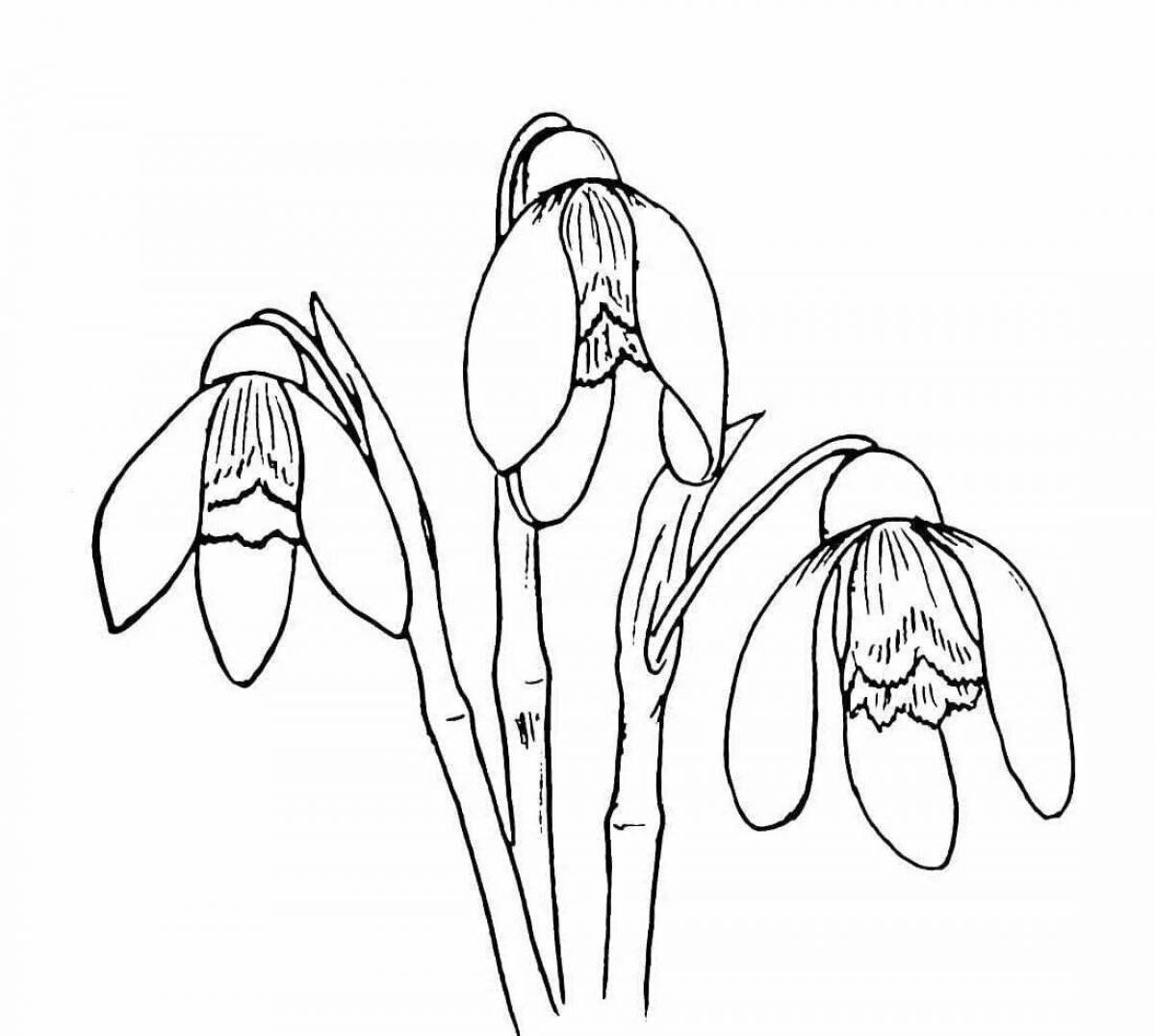 Delightful coloring snowdrop broadleaf