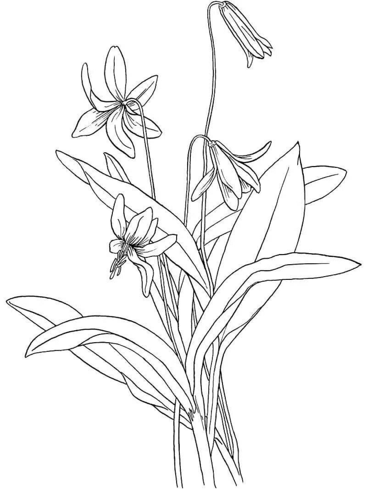 Luminous snowdrop broadleaf coloring page