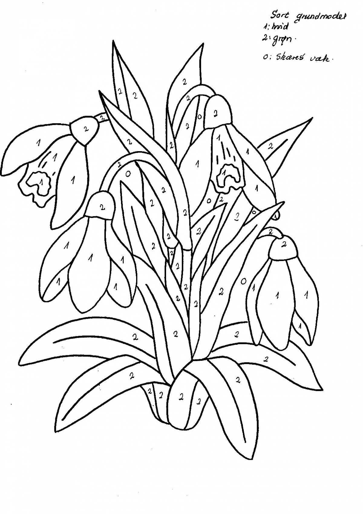 Elegant coloring snowdrop broadleaf