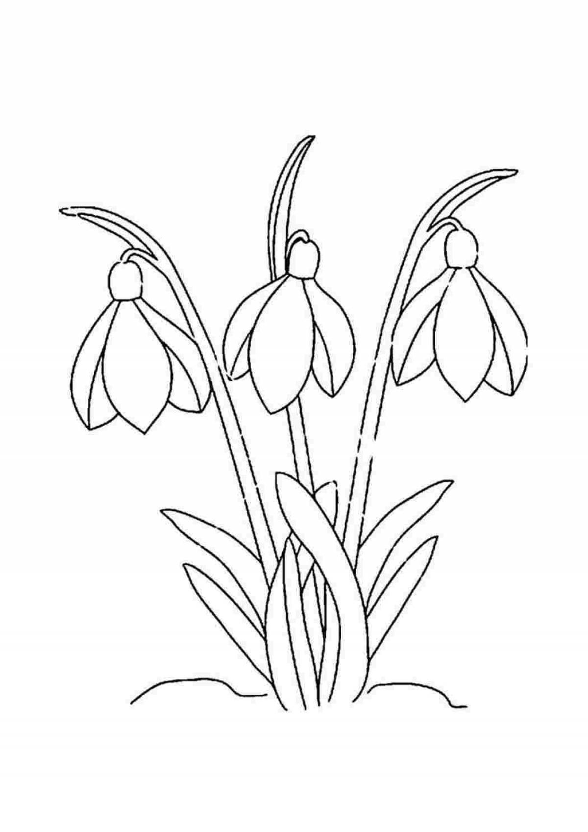 Broadleaf snowdrop #4