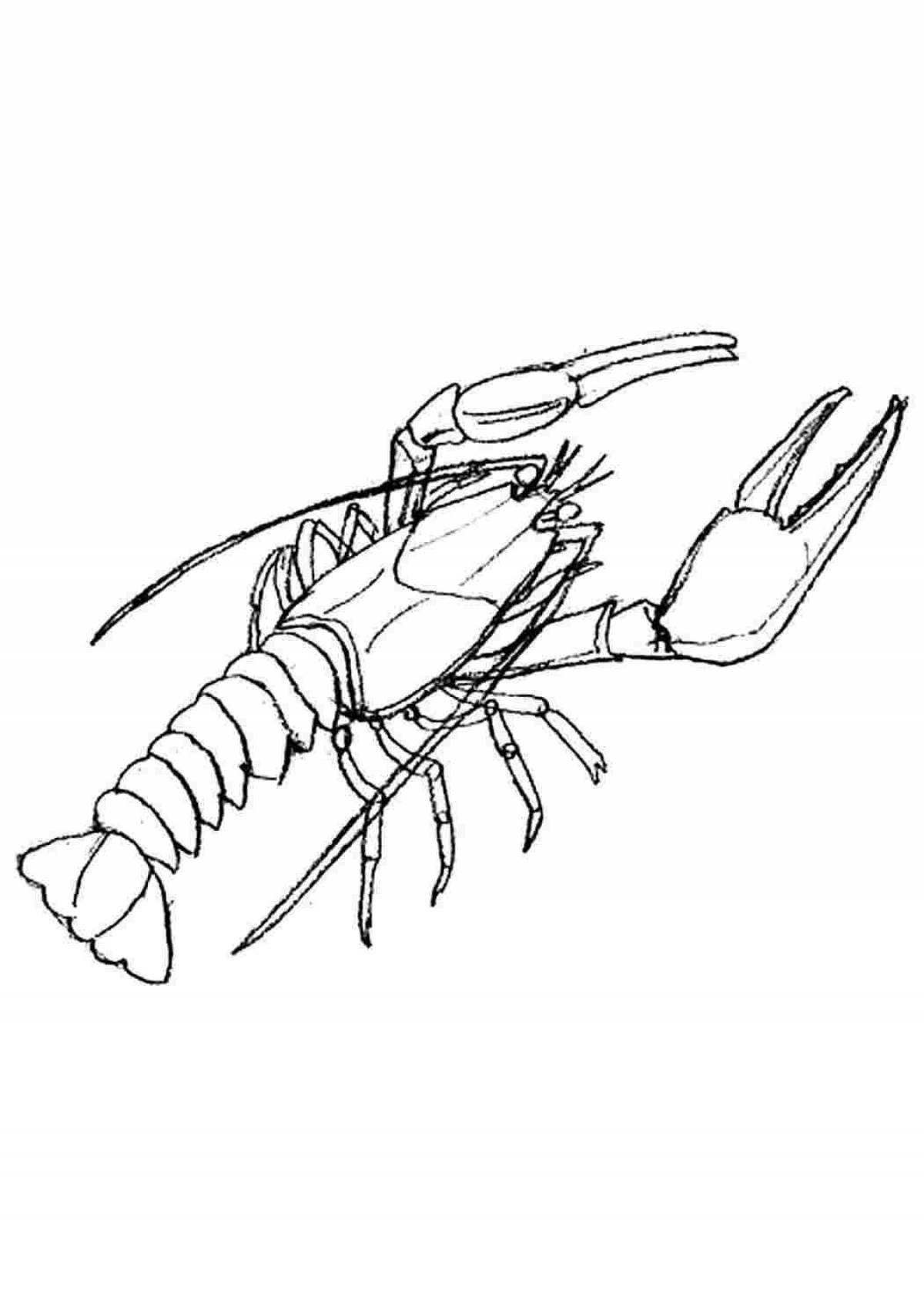 Gorgeous mantis shrimp coloring page