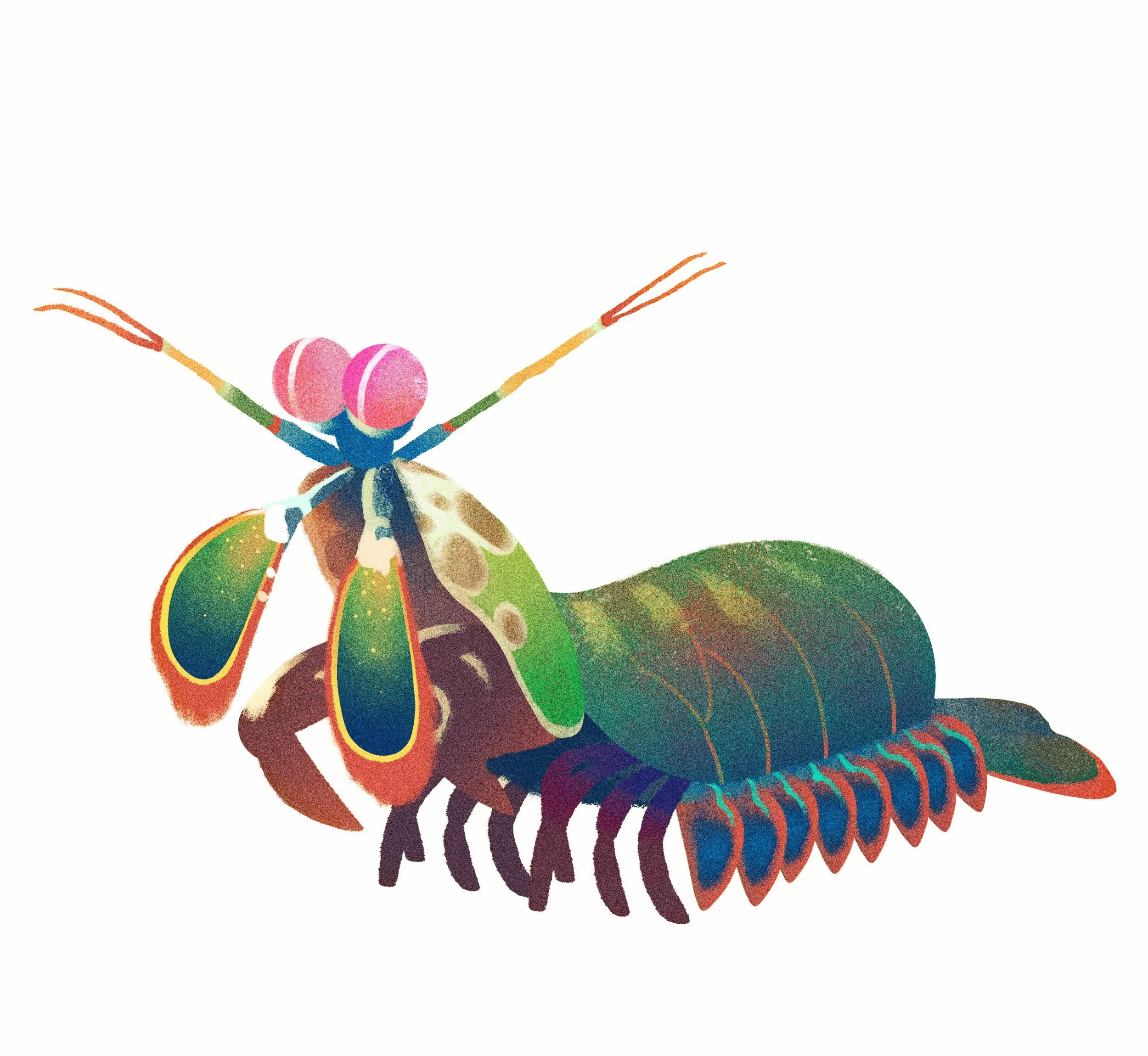 Rampant shrimp mantis coloring page