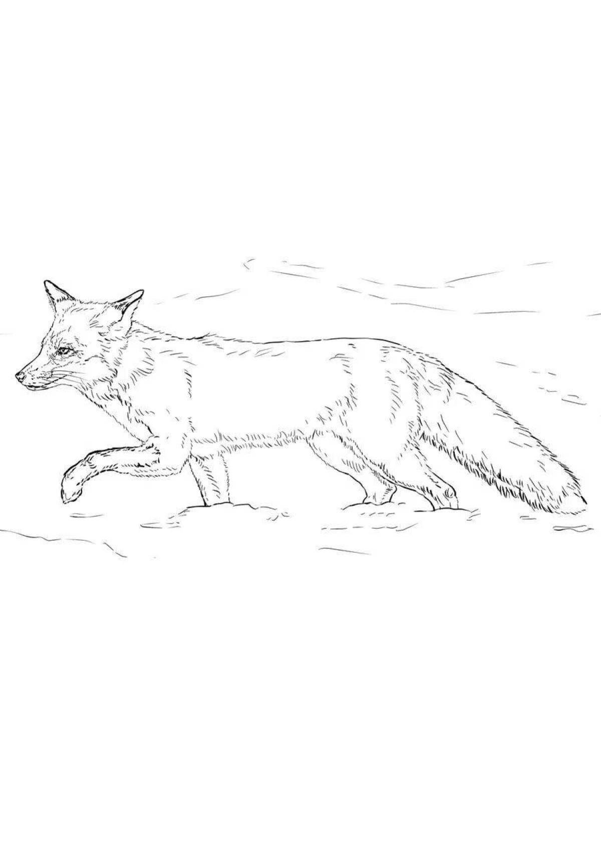 Coloring live cunning fox