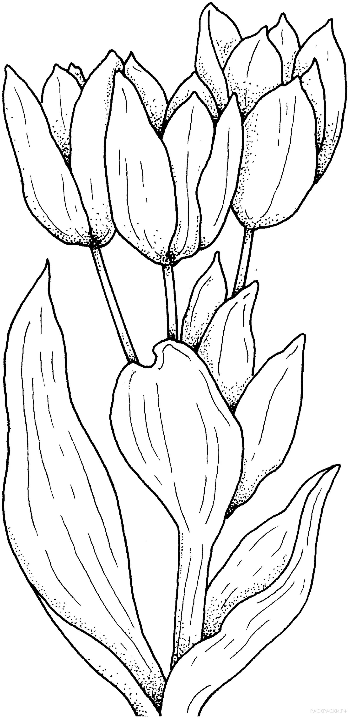 Superb tulip coloring page