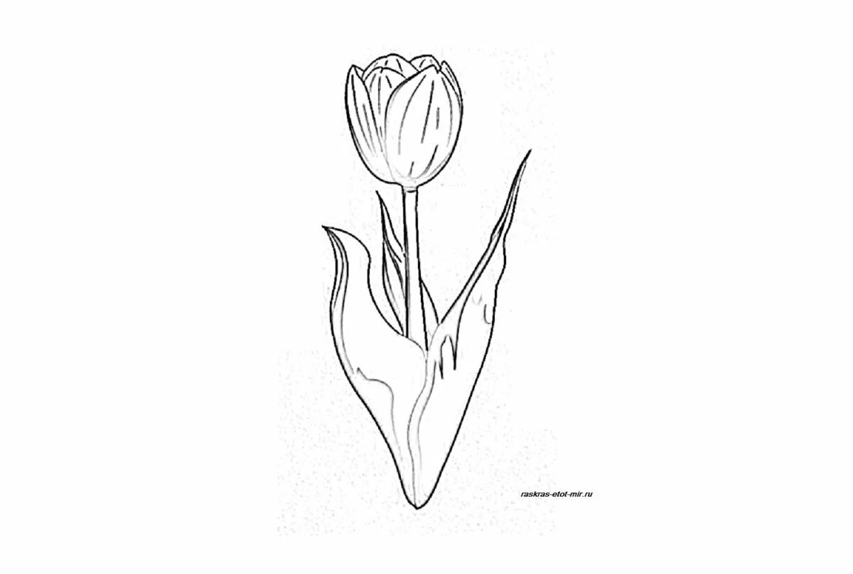 Wonderful tulip coloring book