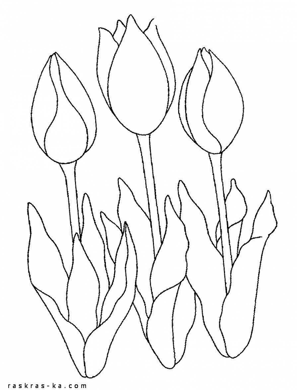 Schrenk tulip #1