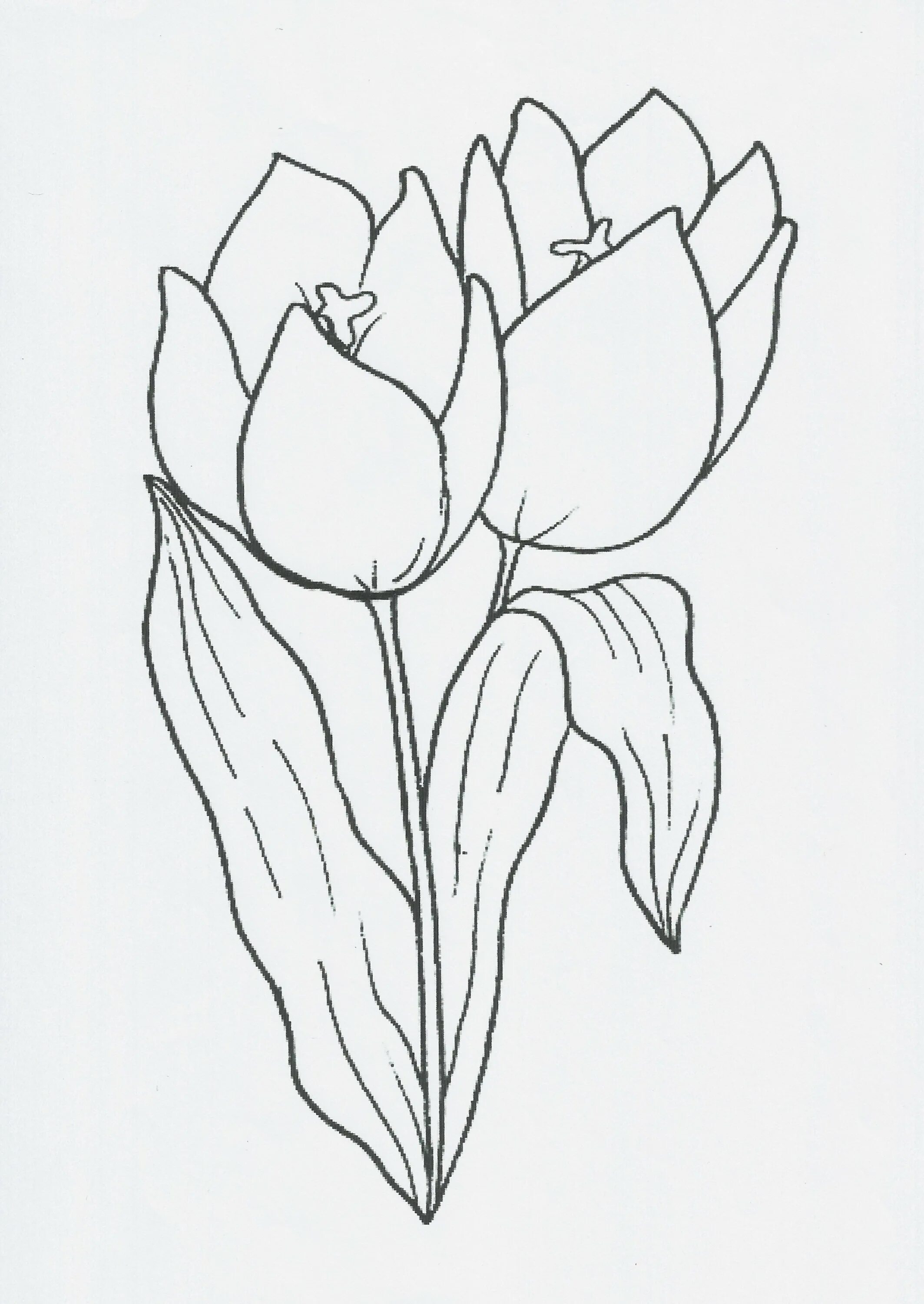 Schrenk tulip #2
