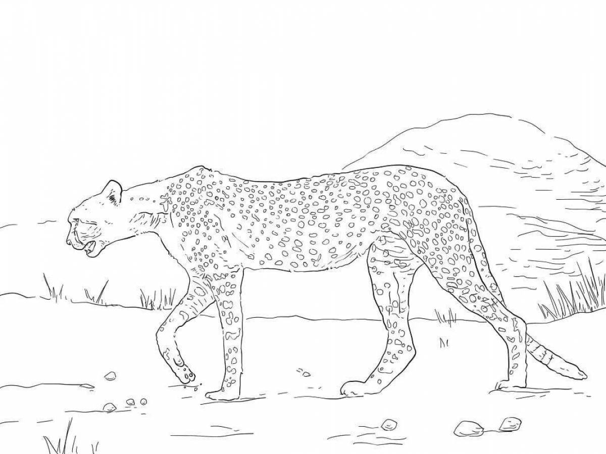 Яркая раскраска king cheetah