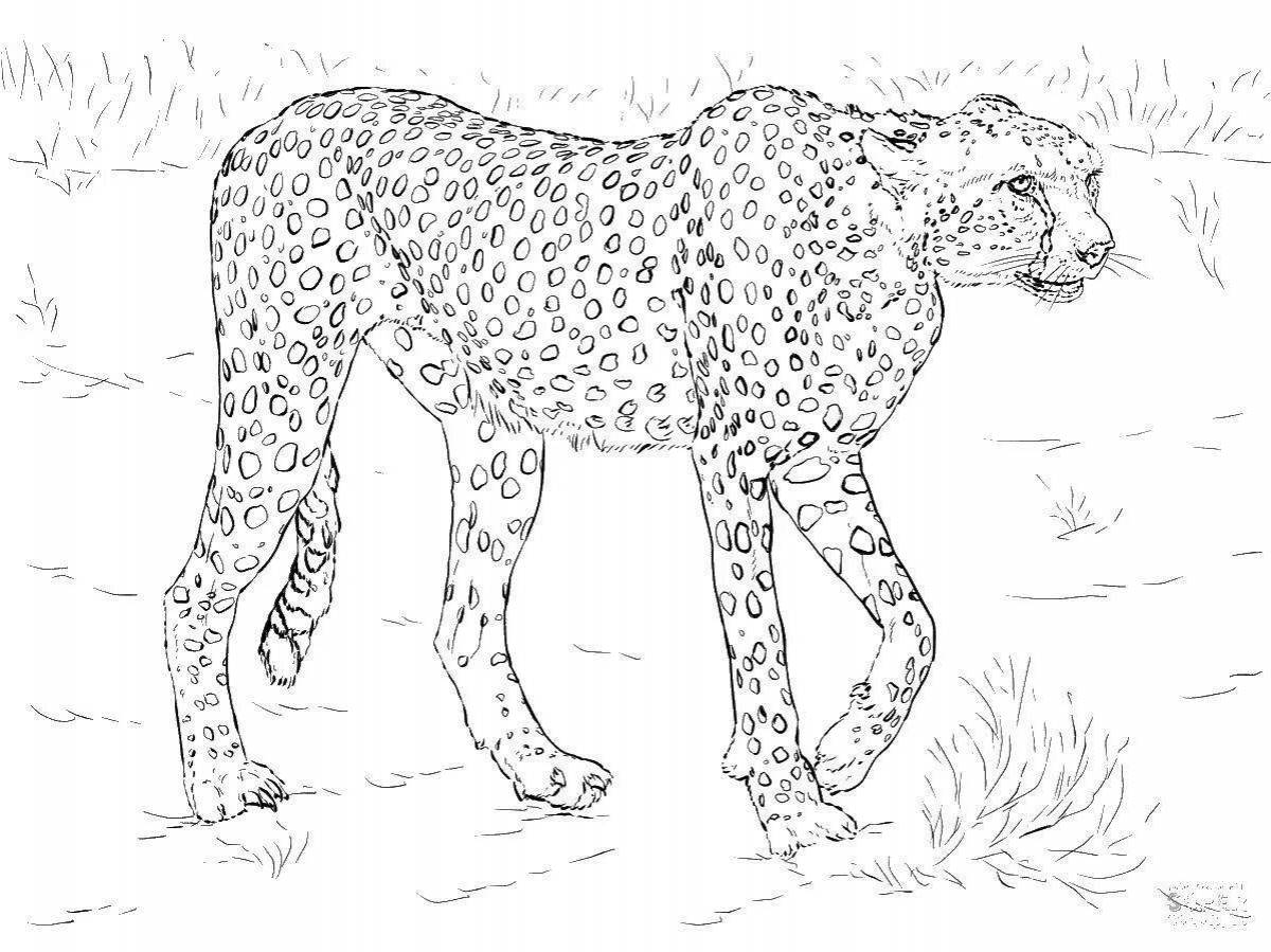 Royal coloring king cheetah