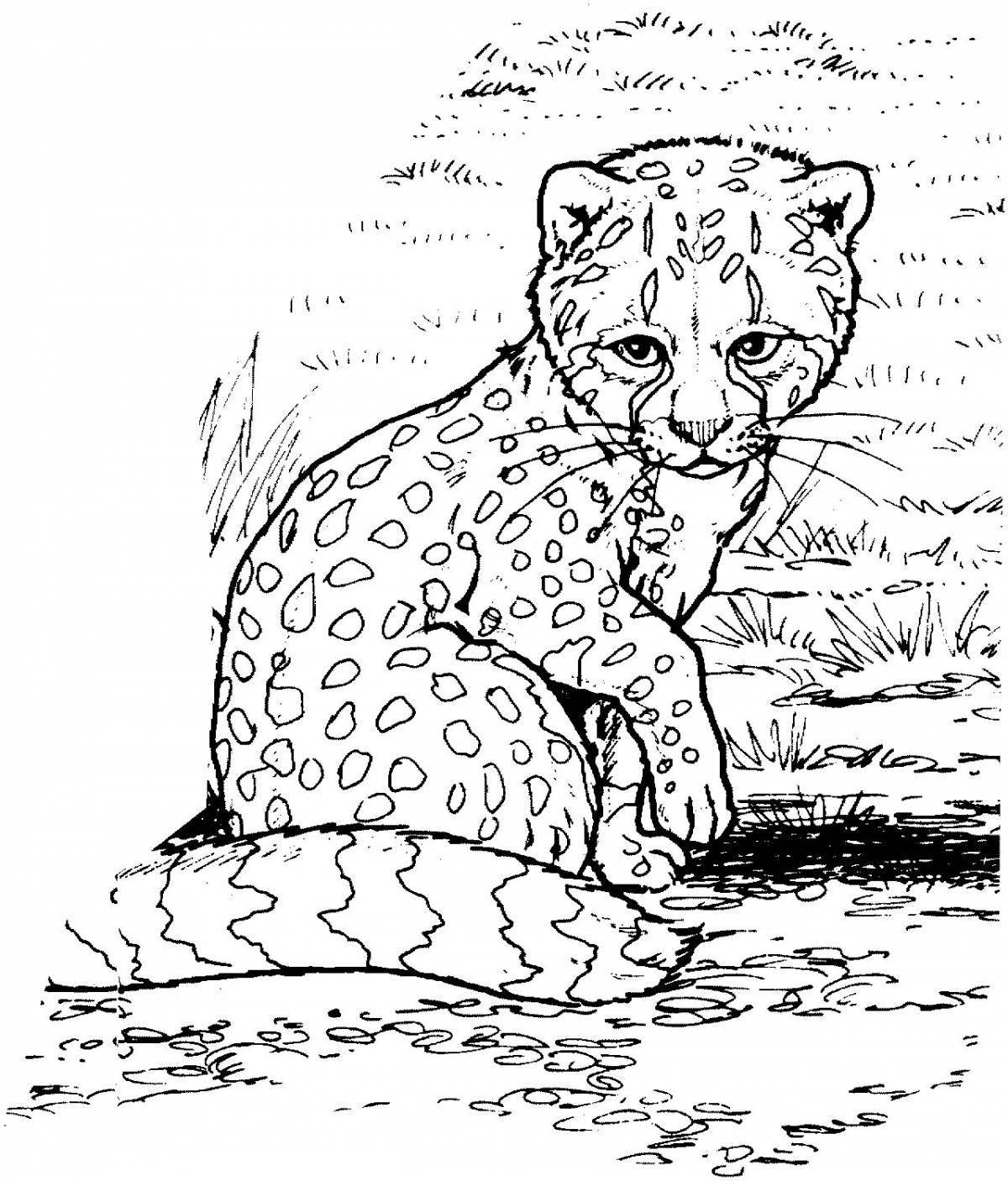Безупречная раскраска king cheetah