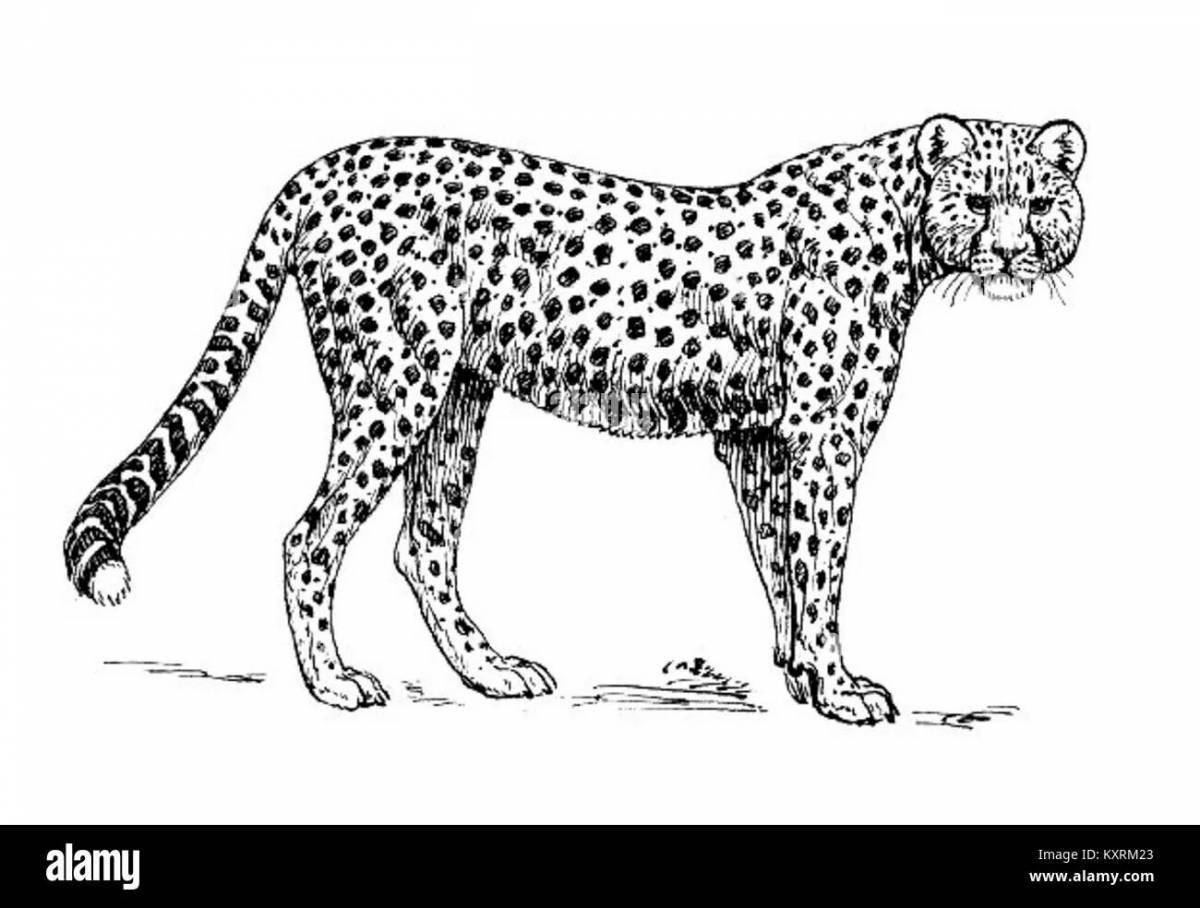 Впечатляющая раскраска king cheetah