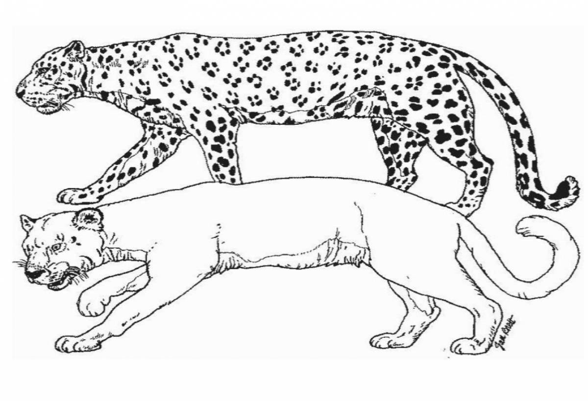 Photo Great king cheetah coloring book