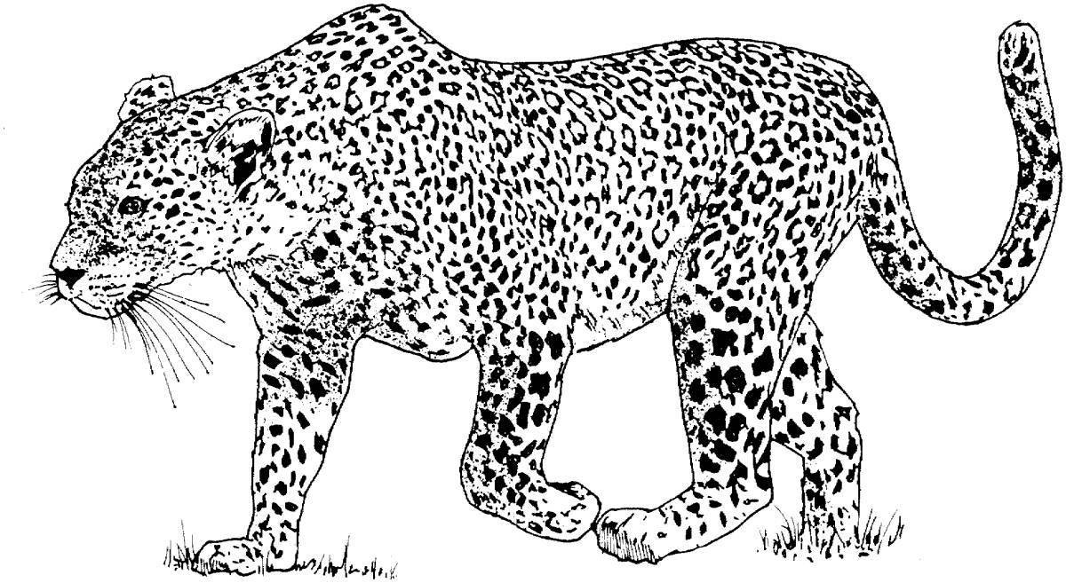 Exquisite king cheetah coloring book