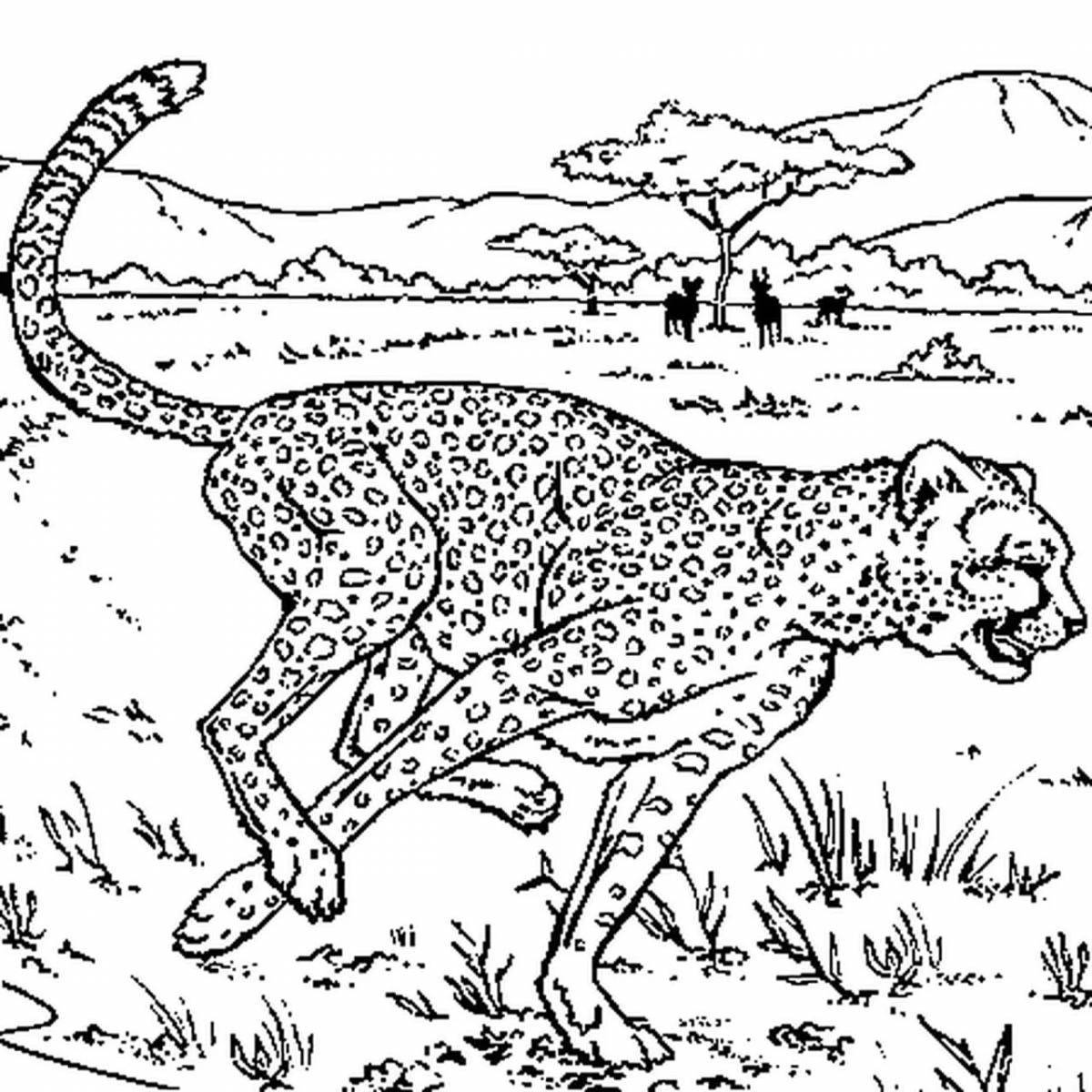 King cheetah #4