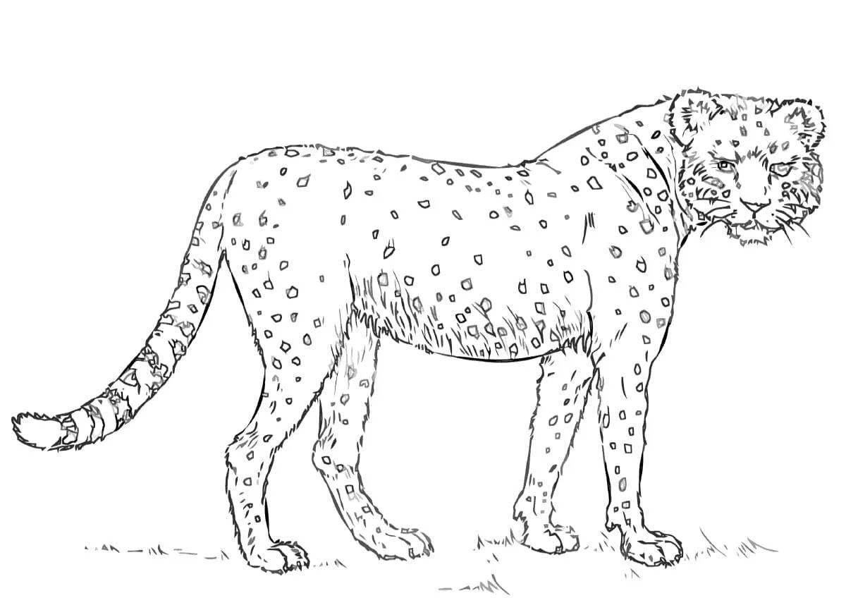 King cheetah #5