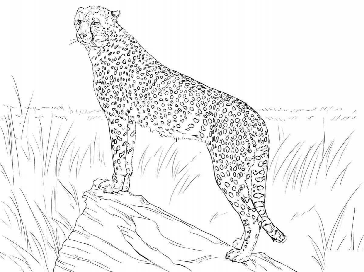 King cheetah #7