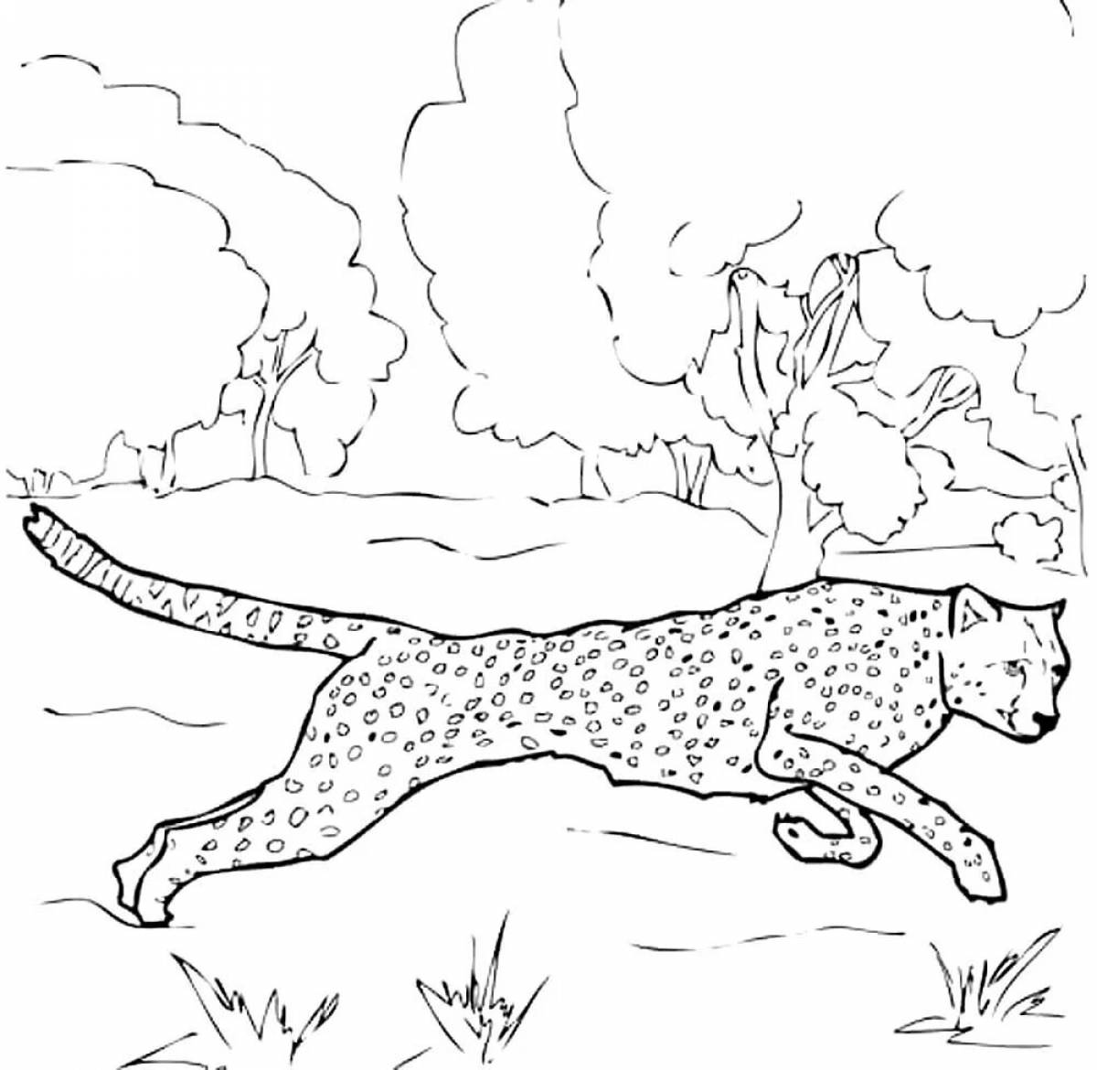 King cheetah #13