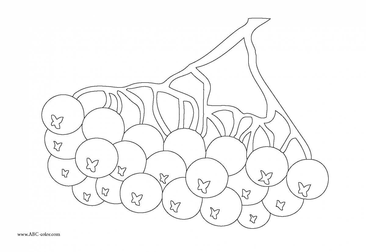 Colorful rowan berry coloring page