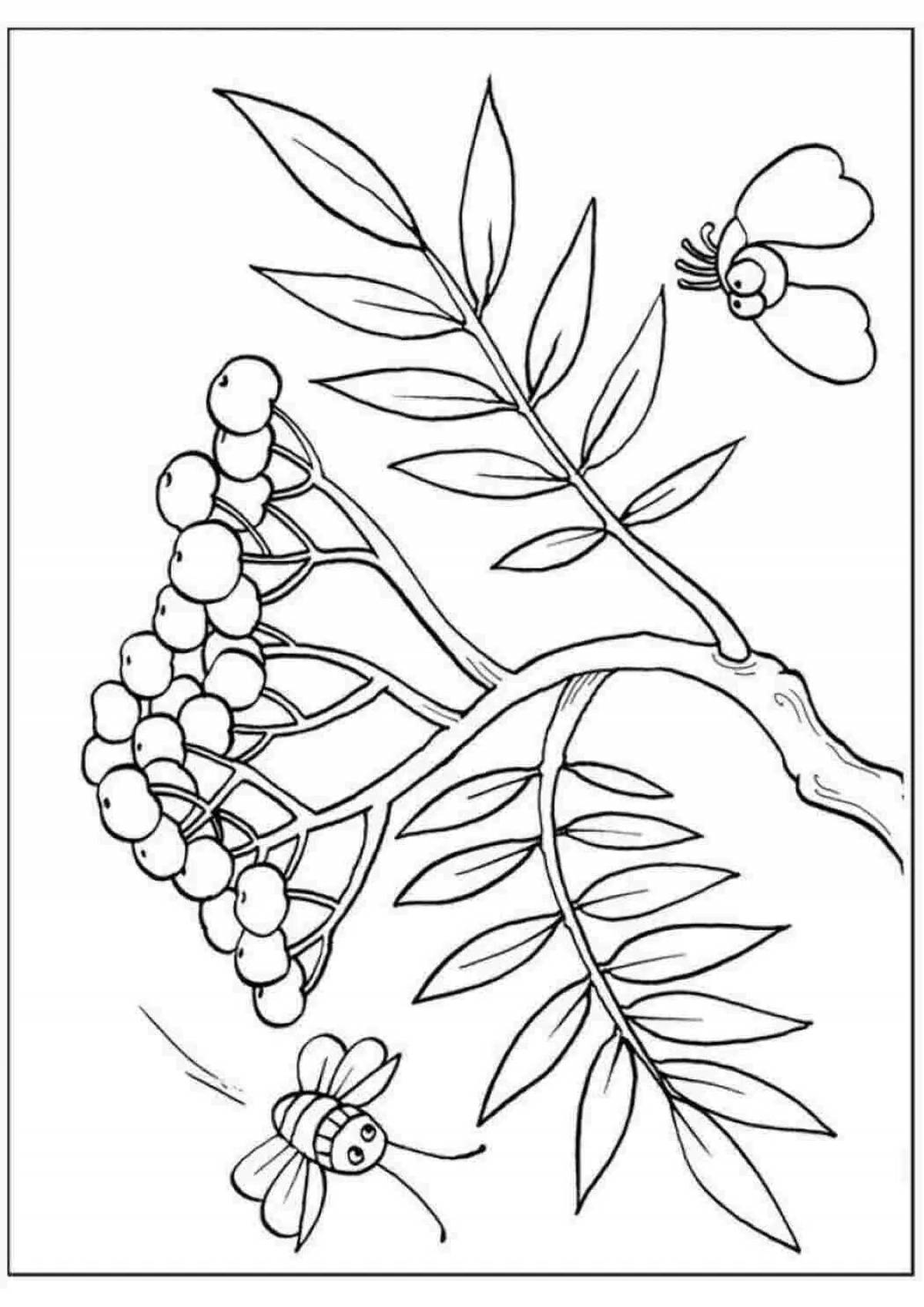 Coloring page graceful rowan berries