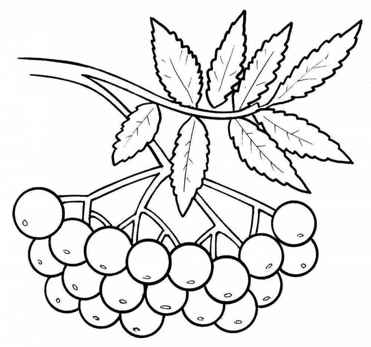 Coloring page joyful rowan berries