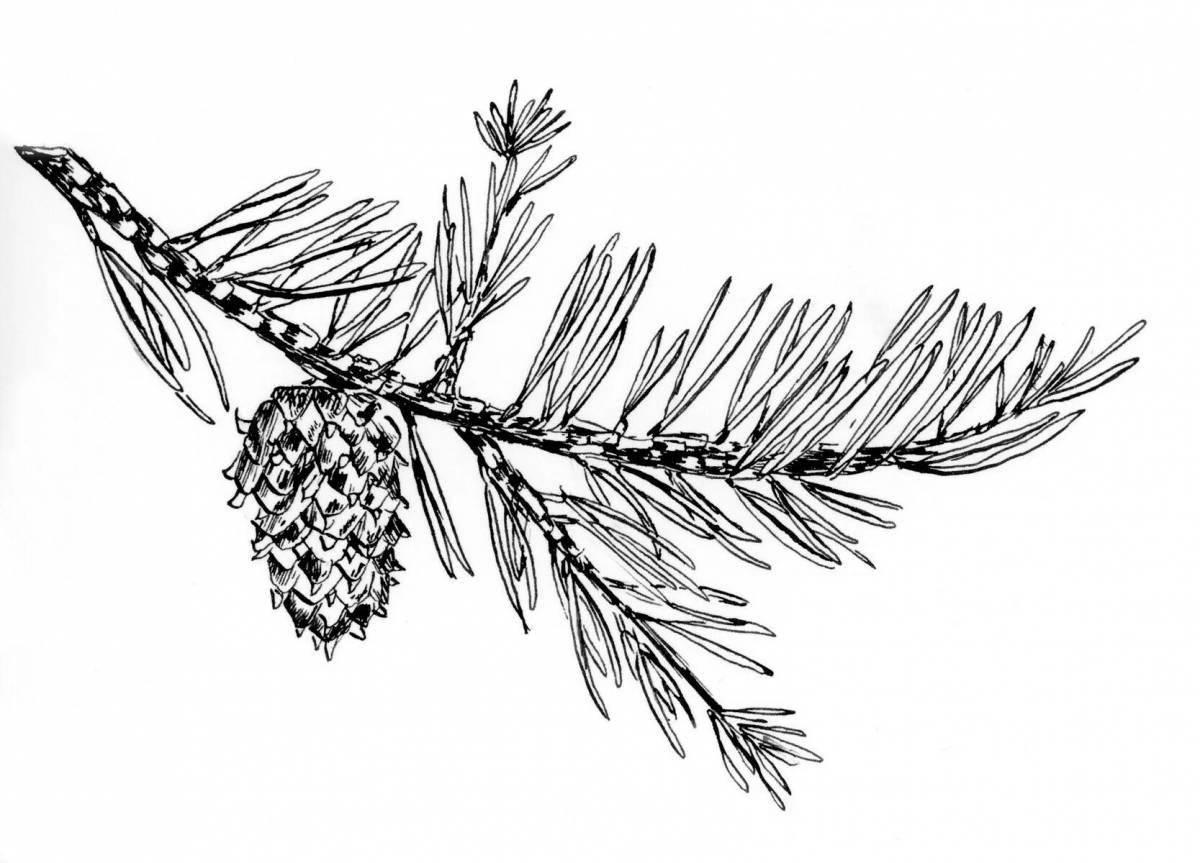 Coloring page gorgeous pine branch