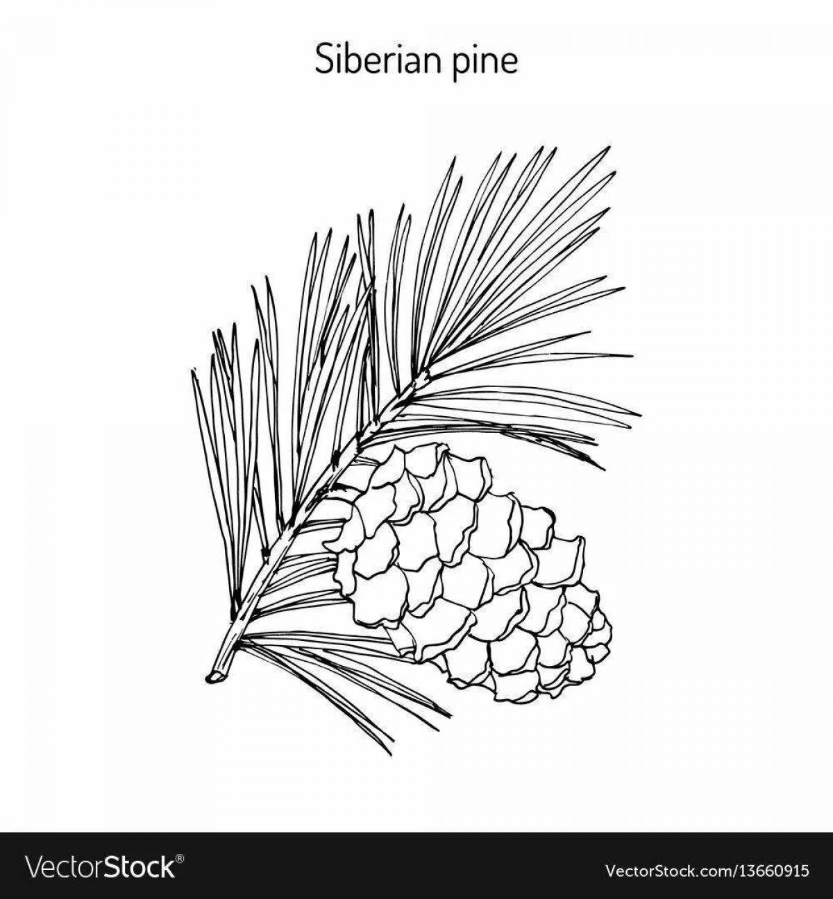 Exquisite pine branch coloring page