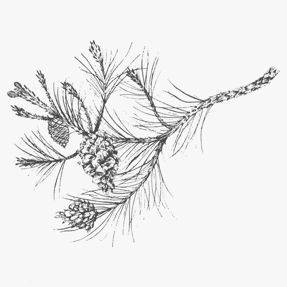 Coloring live pine branch