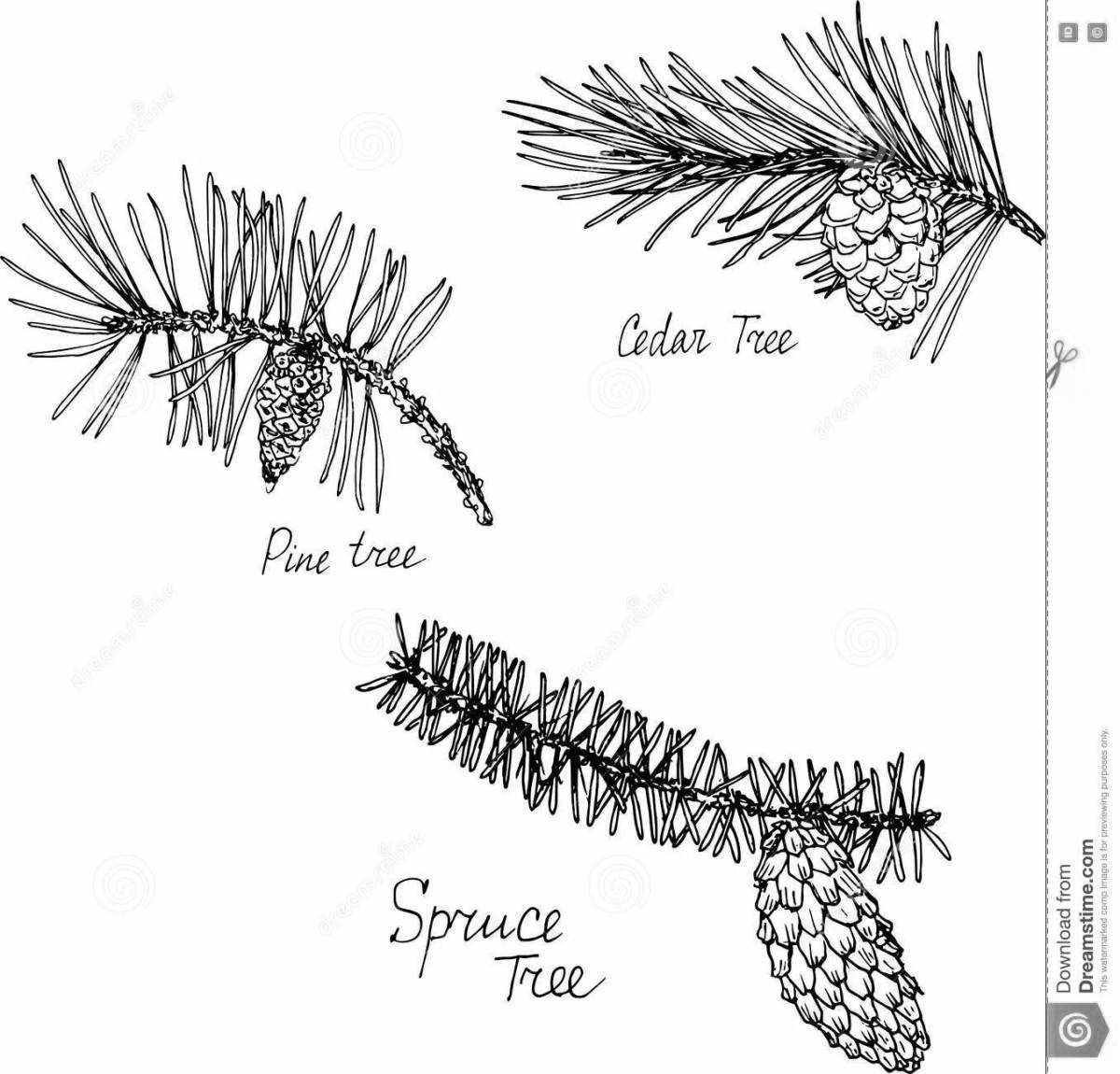 Coloring lush pine branch