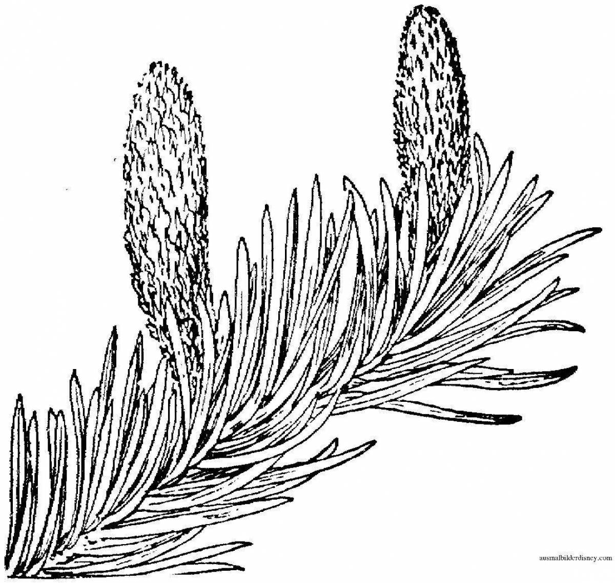 Blossoming pine branch coloring page
