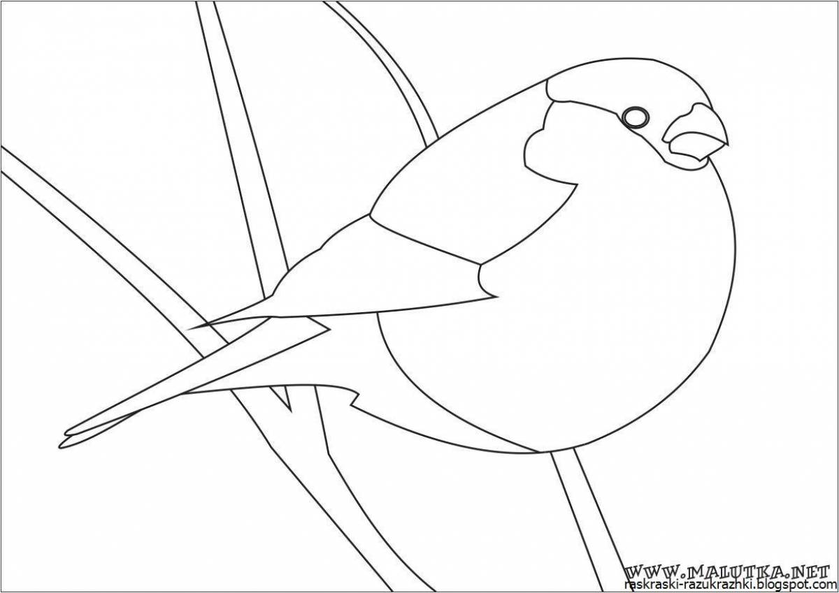 Live coloring of a bullfinch for babies