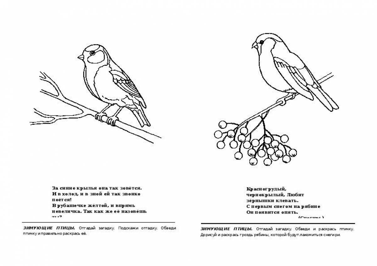 Coloring book cheerful bullfinch for beginners