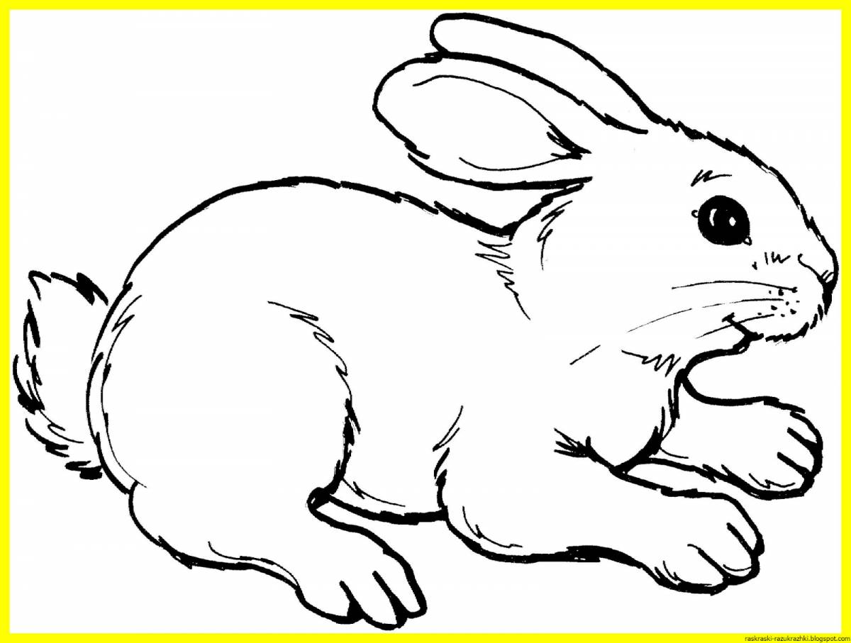 Colorful hare coloring book for kids