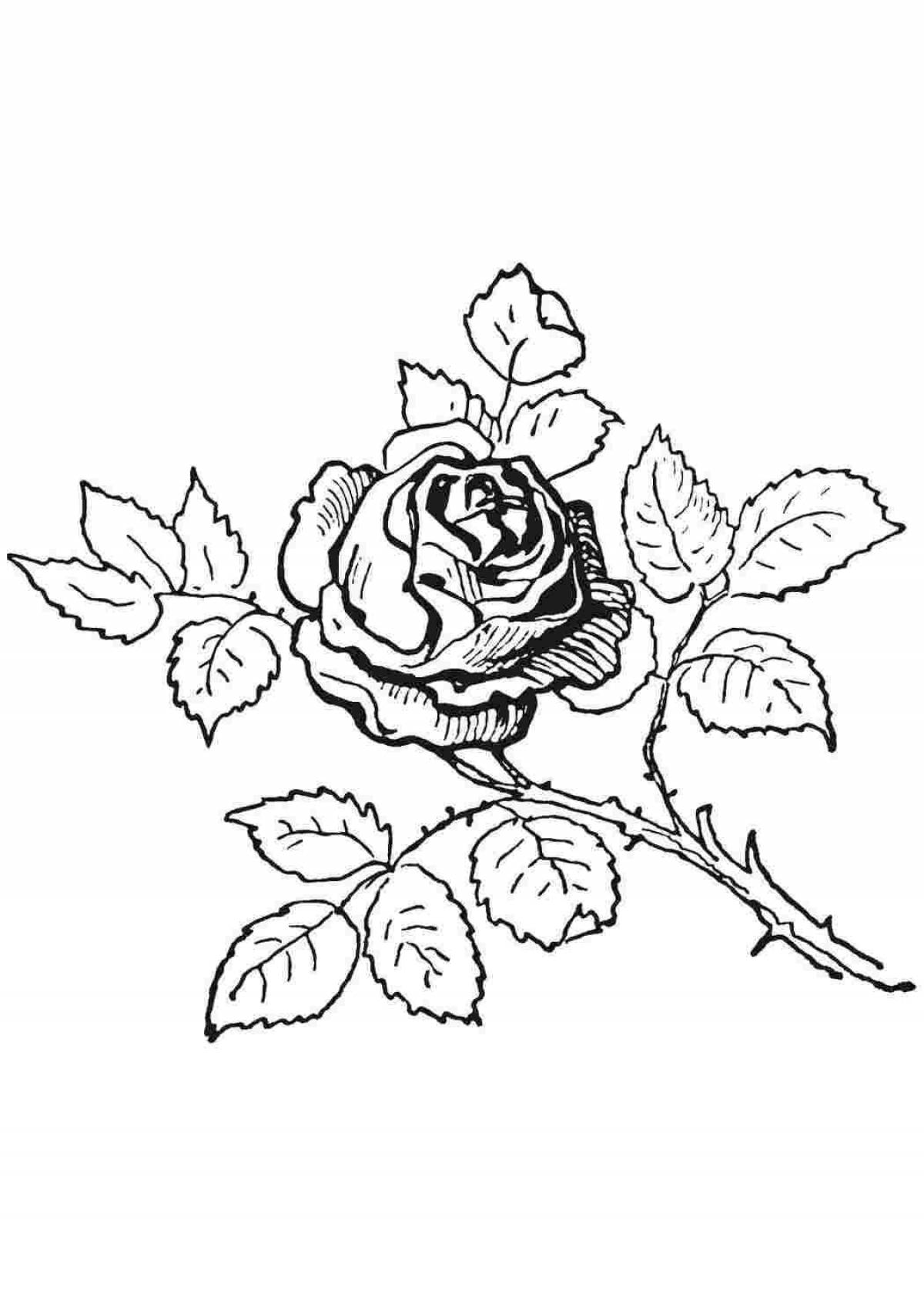 Rose #8