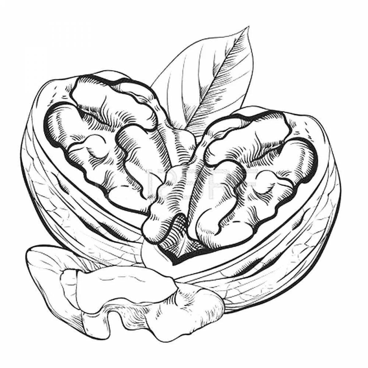 Грецкий орех нарисовать