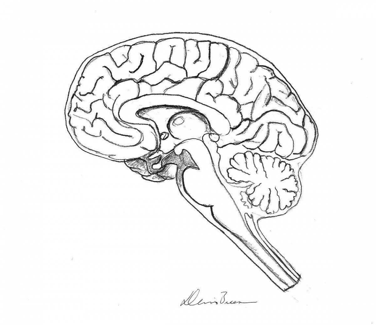 Головной мозг рисунок карандашом