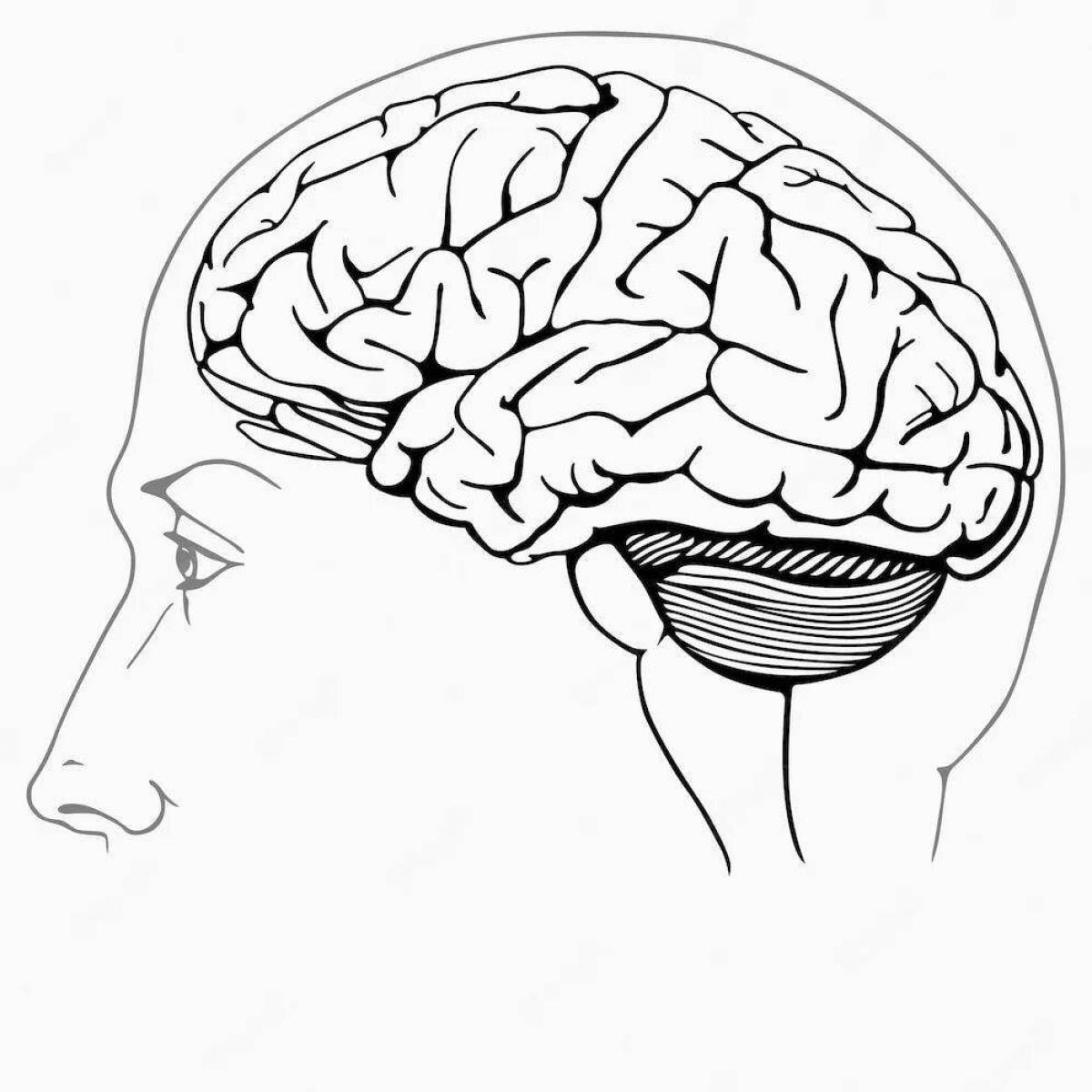 Головной мозг рисунок карандашом