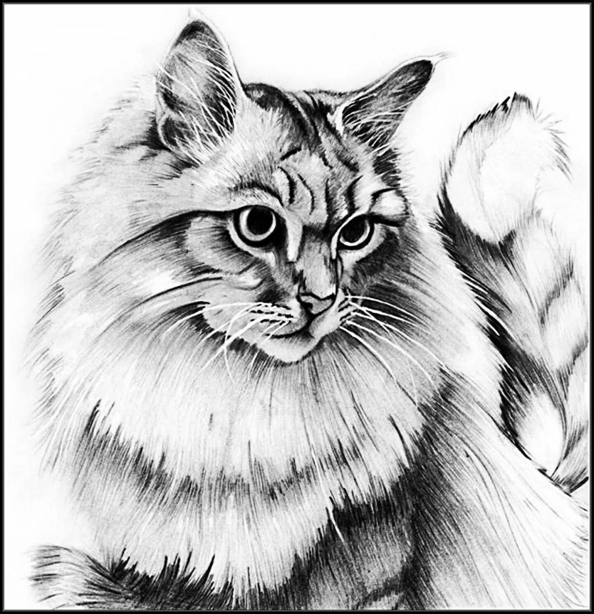 Раскраска пушистая кошка рэгдолл