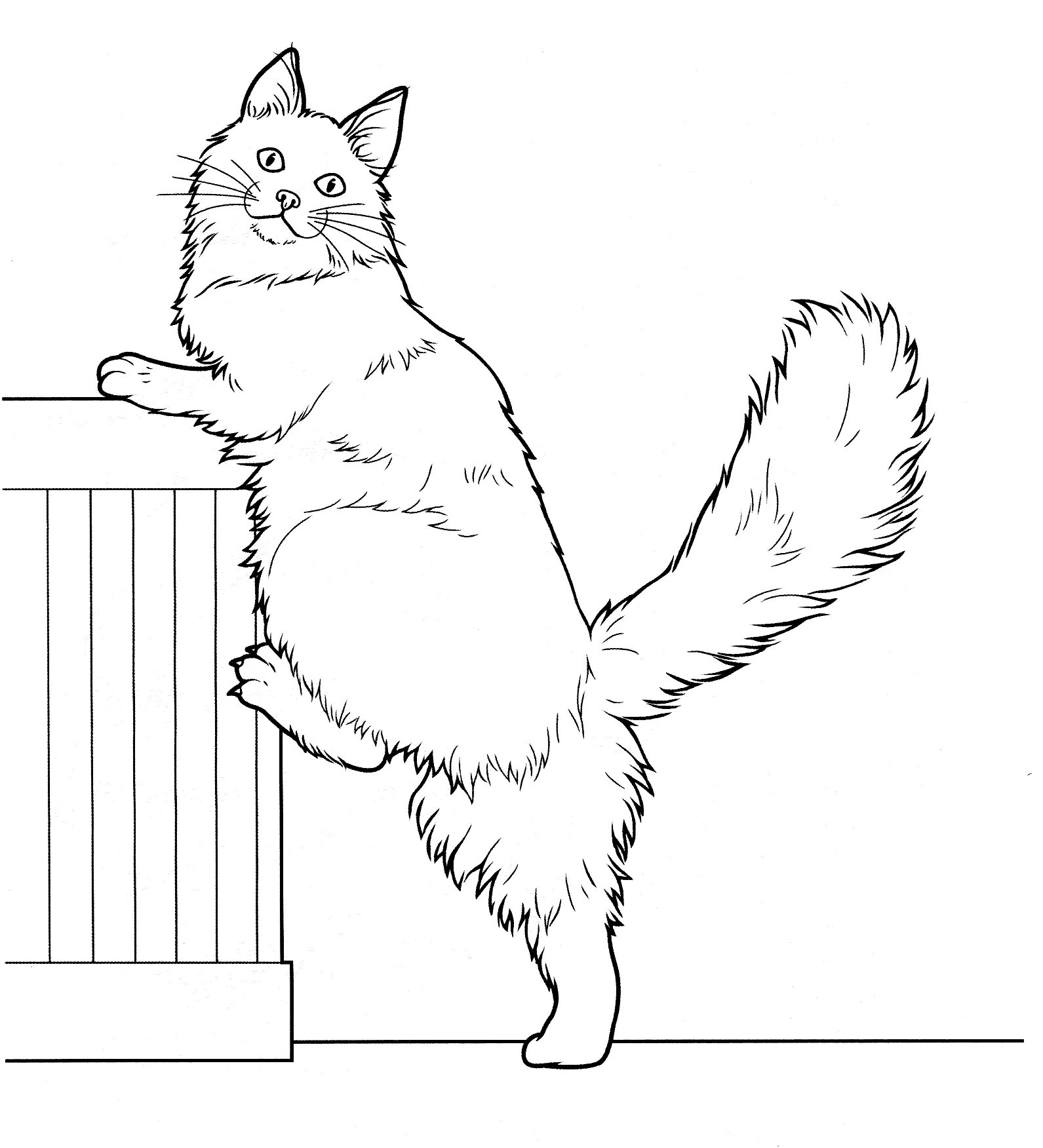 Раскраска пушистая турецкая ангорская кошка