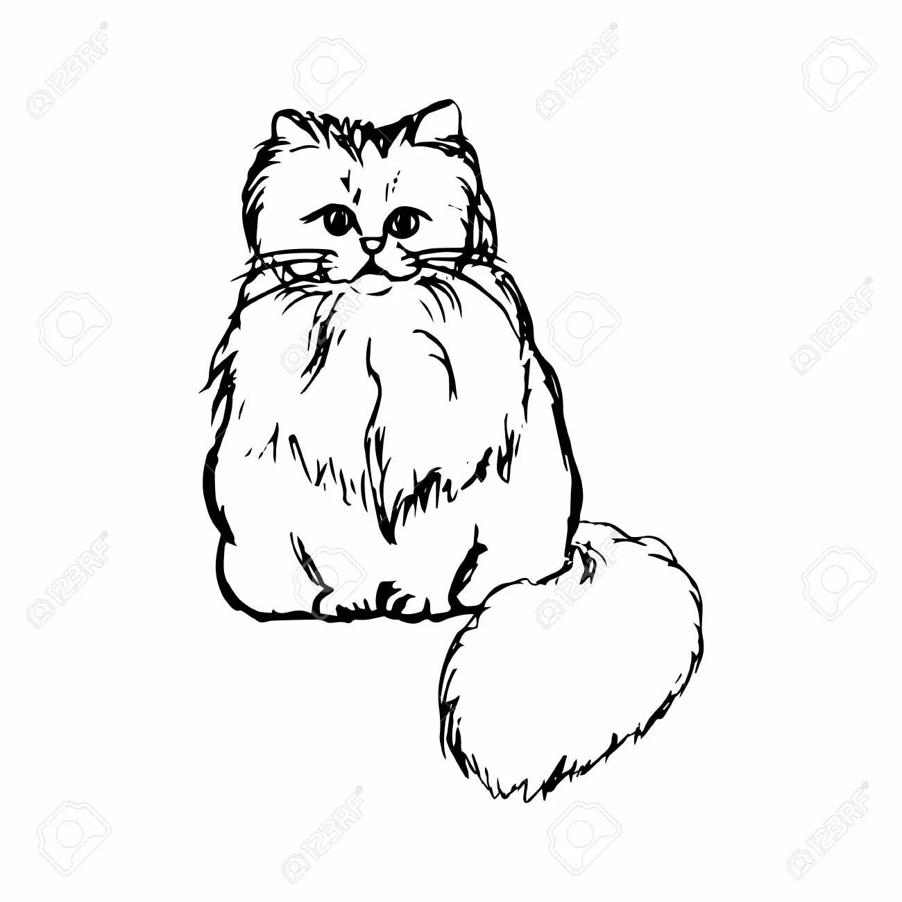 Coloring page fluffy singapore cat