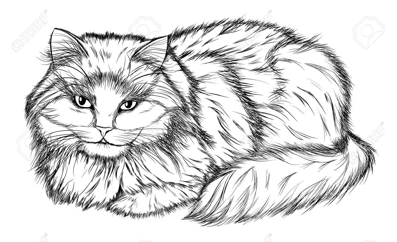 Coloring book fluffy Manx cat