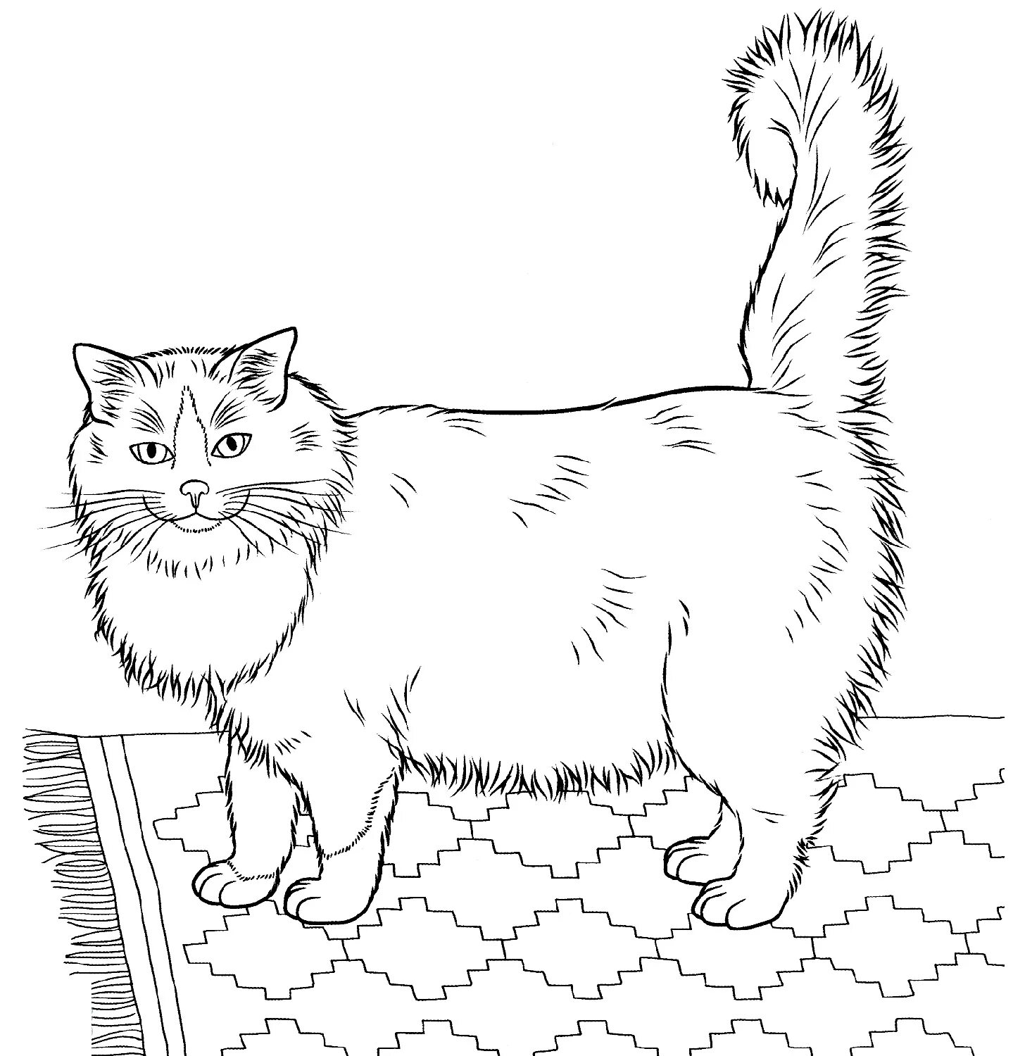 Coloring book fluffy oriental cat