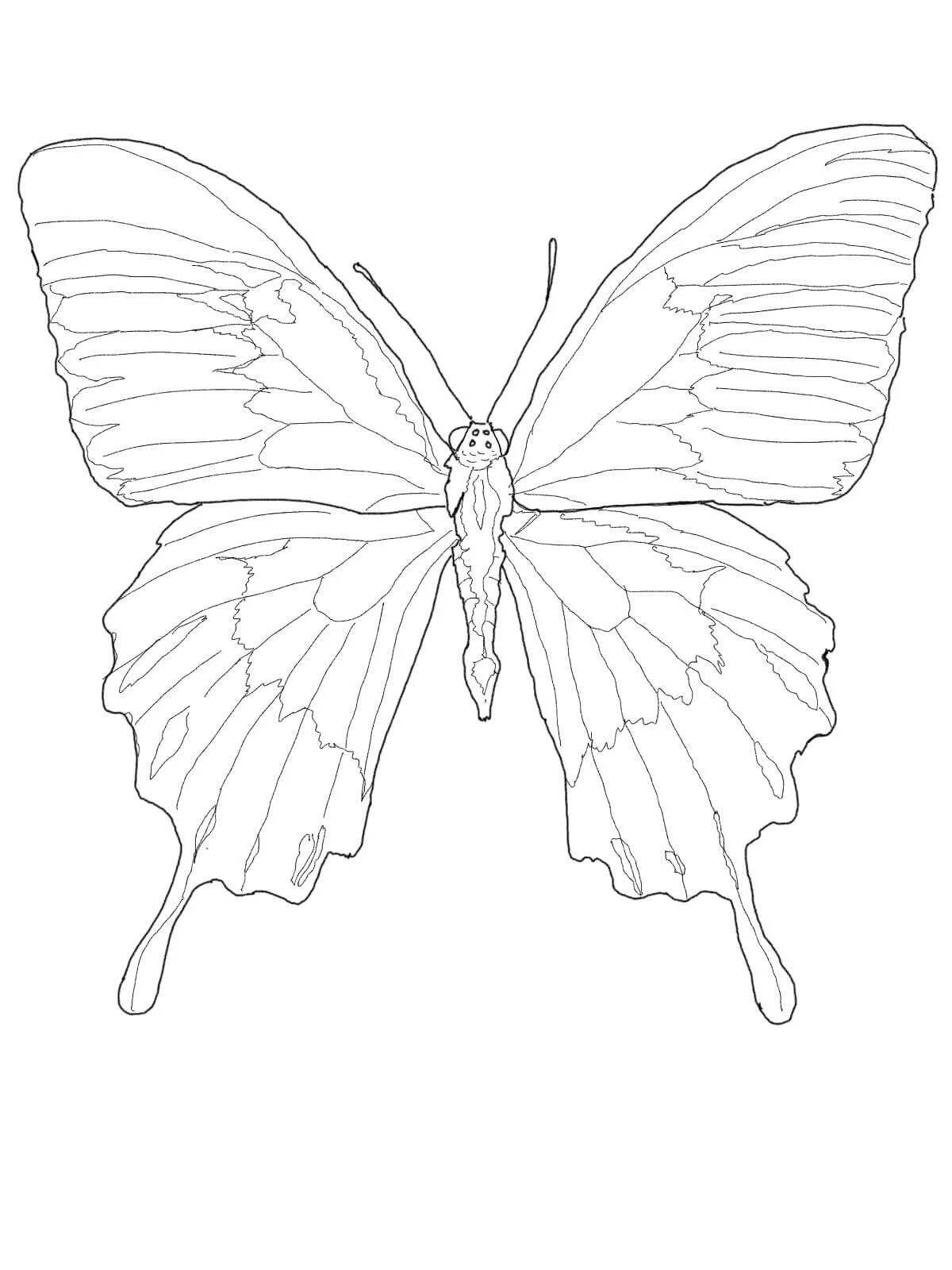 Причудливая раскраска крылья бабочки