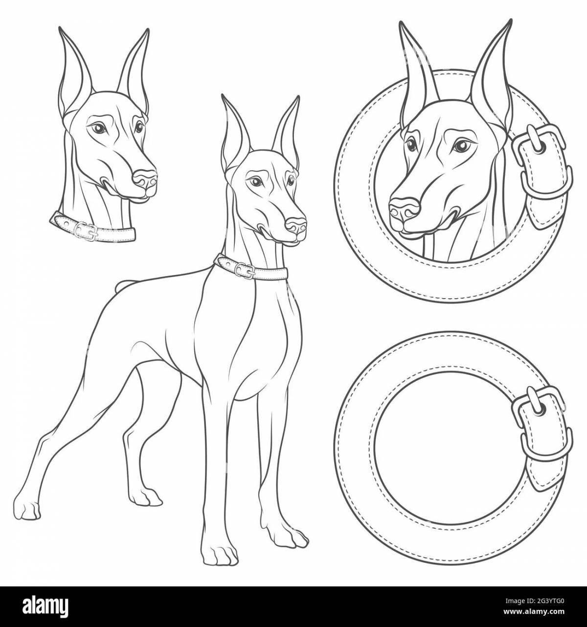 Impressive doberman dog coloring page