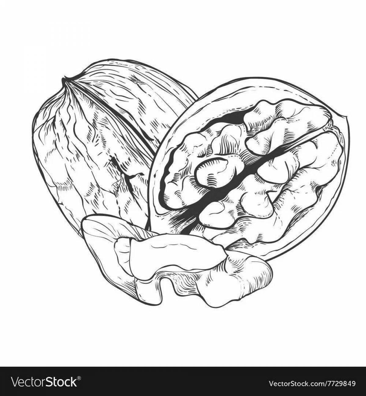 Colorful walnut coloring page