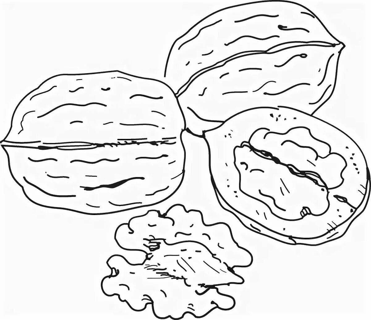 Яркая страница раскраски грецкого ореха